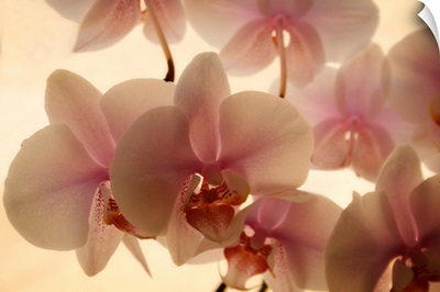Pure Orchids