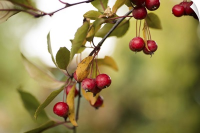 Red Berries I