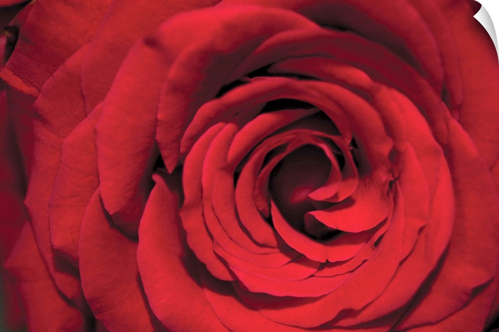 Big canvas image of the up-close view of a rose.