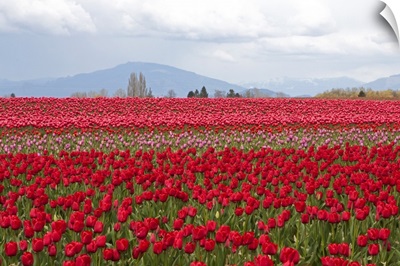 Red Tulip Mound II