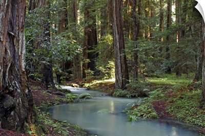 Redwood Forest I