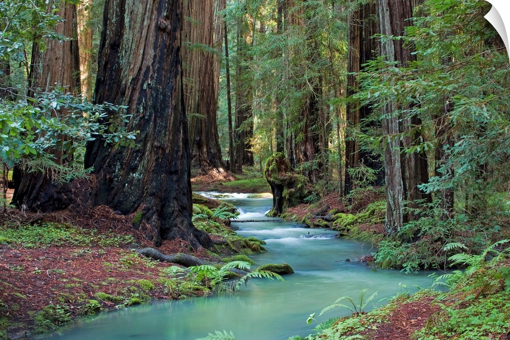 A small stream cuts through a thick forest and is lined by immense redwood trees.