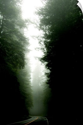 Redwood Highway II