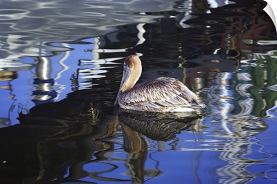 Reflections & Pelican