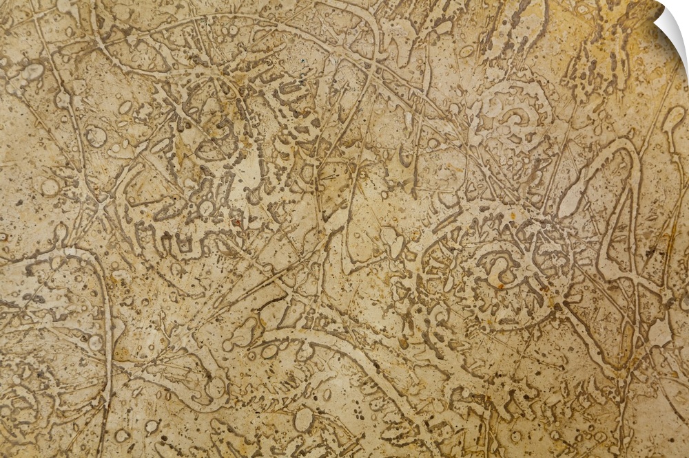 Close up image of several small fossils, forming an almost abstract image.