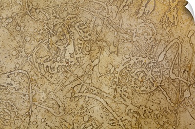 San Miguel Fossils II