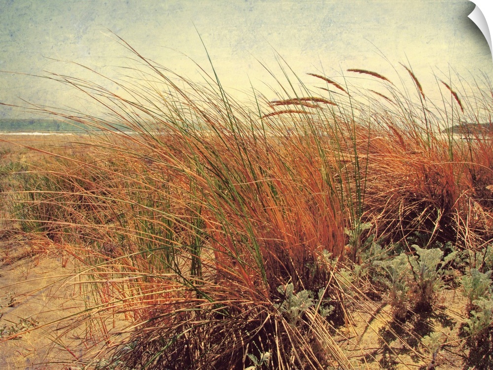 Large photograph showcases the high grass of a sandy beach gently blowing in the wind, while the ocean in the background c...