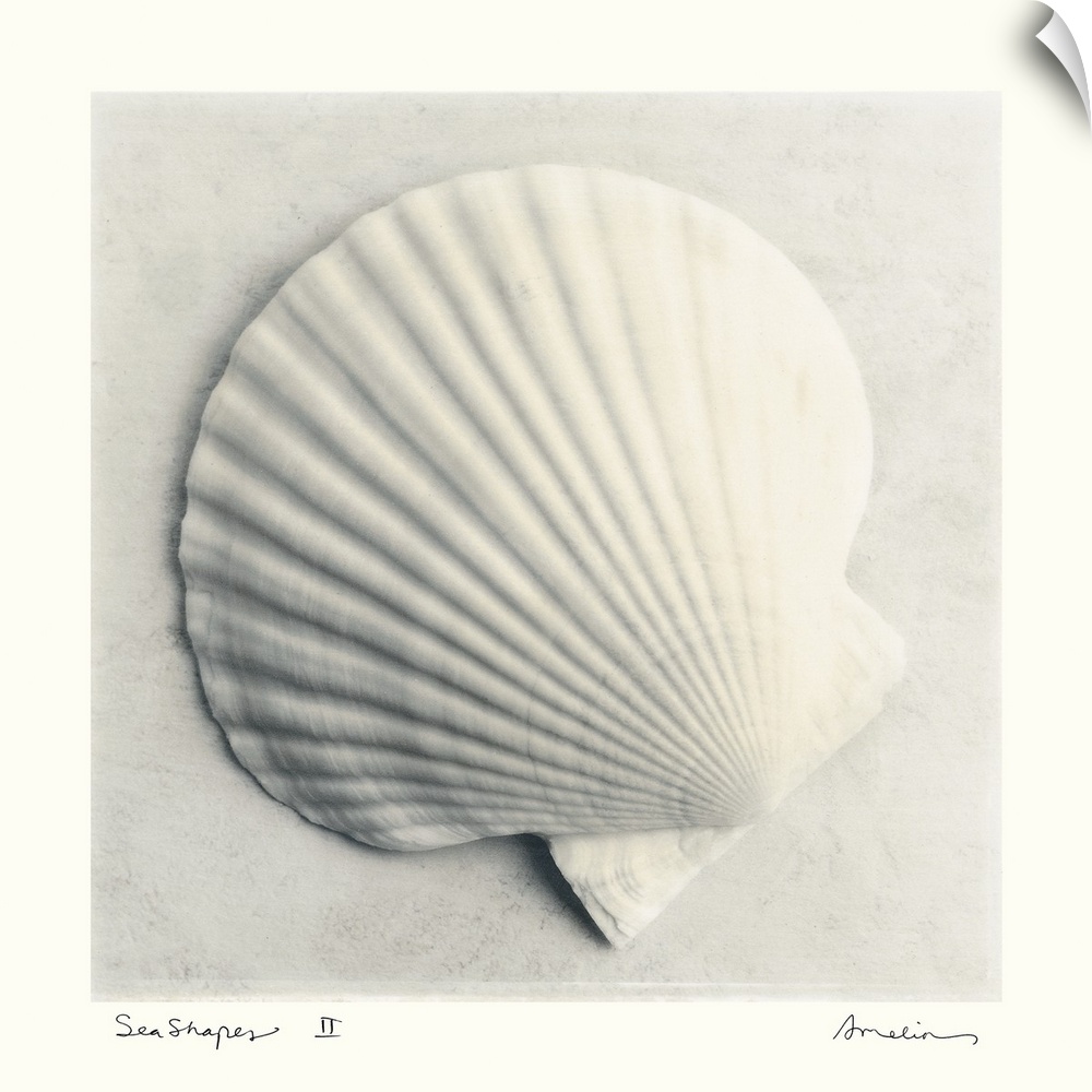 Decorative artwork for the home of an enlarged scallop seashell.