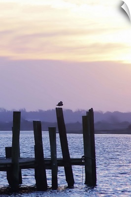 Seagulls at Sunset