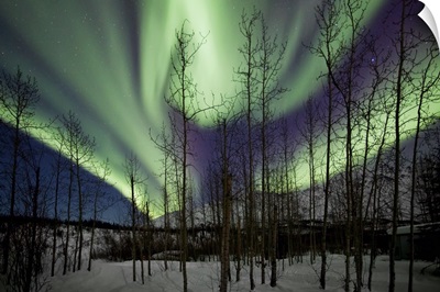 Silhouetted trees and aurora borealis band
