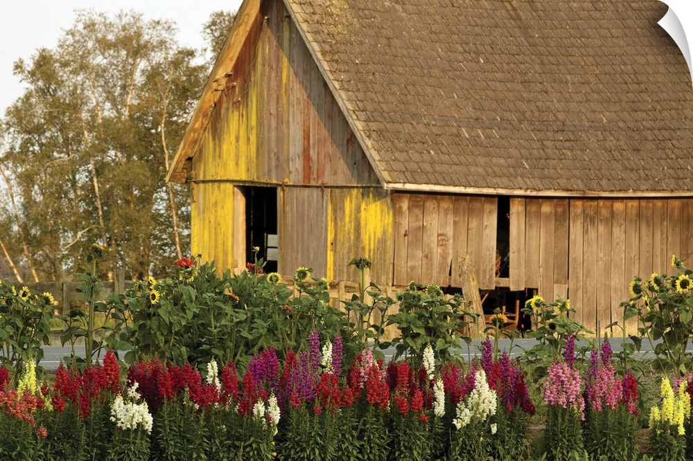 A rustic and weathered barn with peeling paint is surrounded by landscaped rows of flowers in his summer inspired photograph.