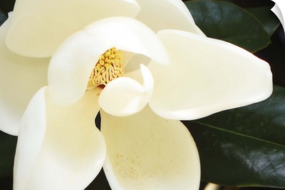 Southern Magnolia I