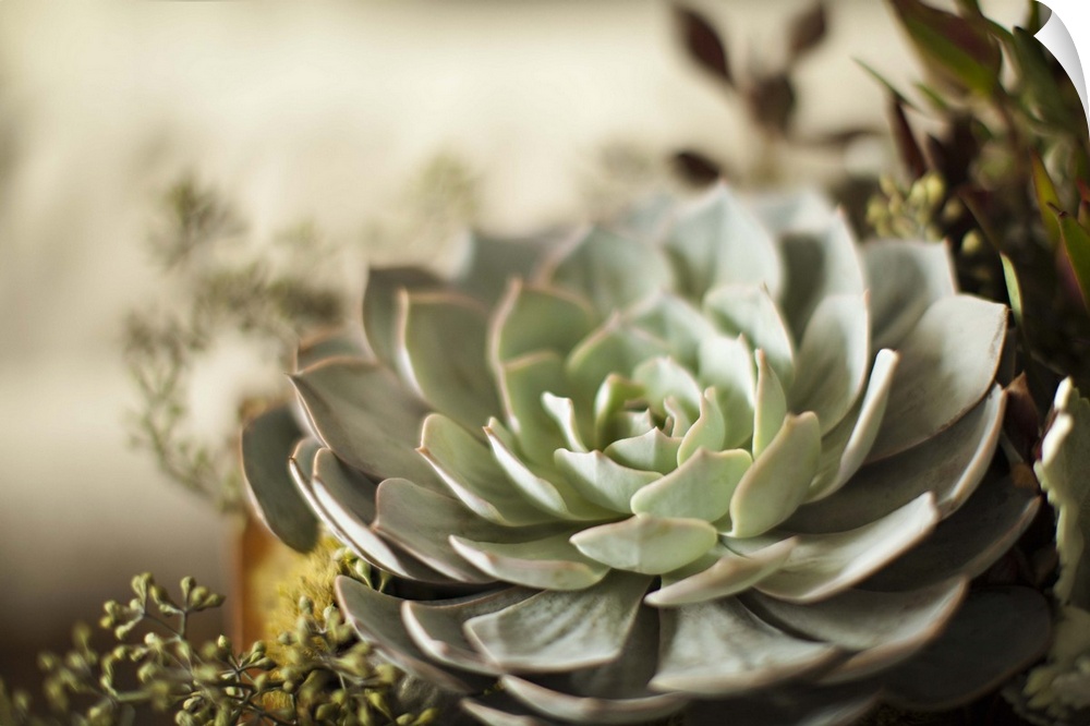 Close up of a large green succulent plant with pointed leaves.