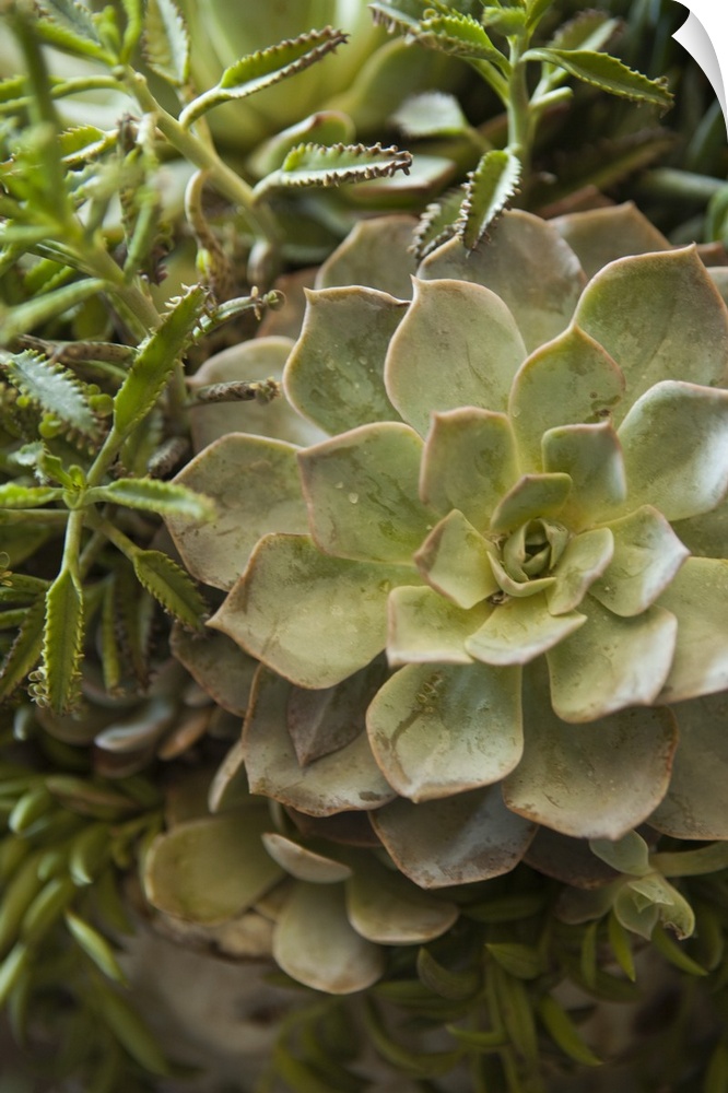 Close up of a green succulent plant.