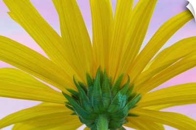 Sunflower Macro II