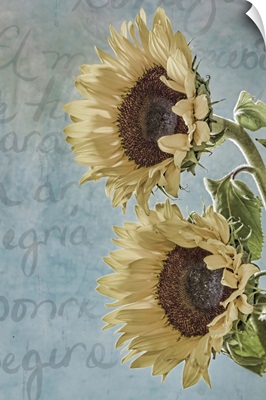 Sunflowers II