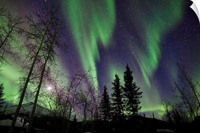 Trees with Northern Lights waves and curtains