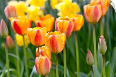 Tulip March II