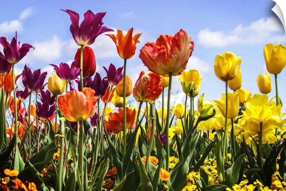 Several red and yellow tulips in a garden under a bright blue sky.