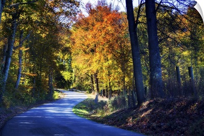 Twisting Autumn Road I