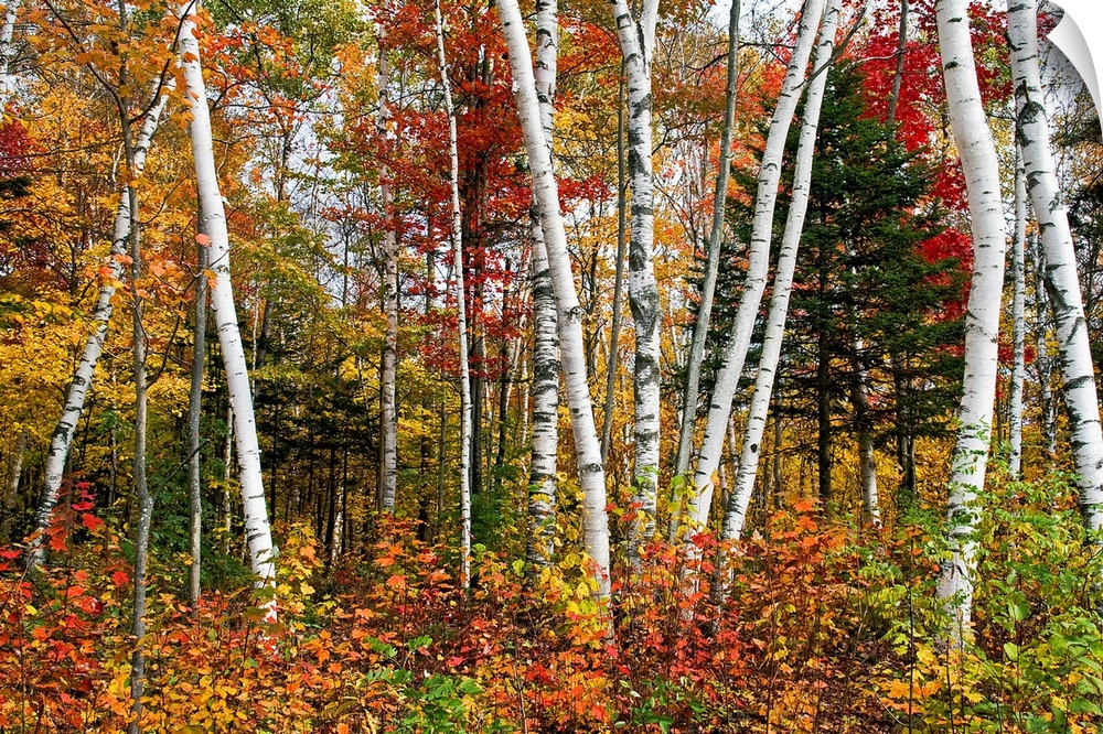 Fine art photography of multi colored birch trees in the Fall.