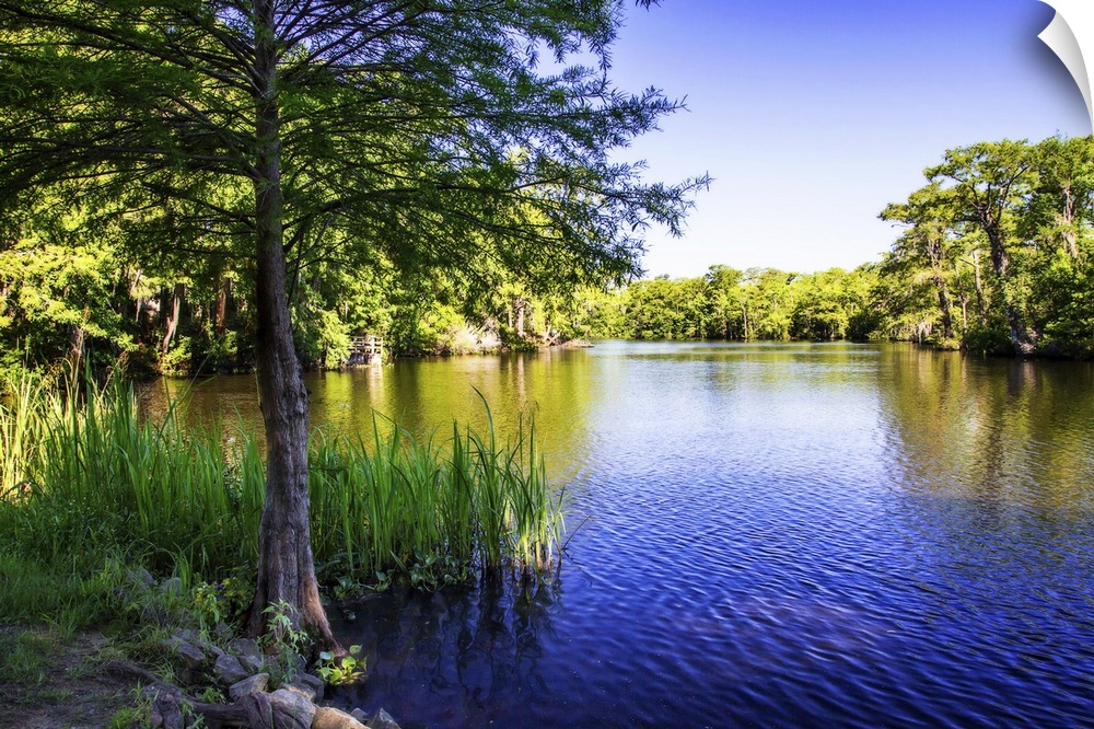 Landscape photograph of the Waccamaw River lined with trees on a clear day.