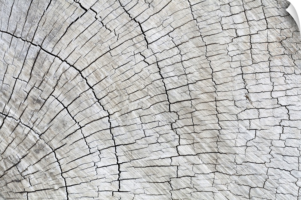 Close up of old grey wood with an abstract pattern.
