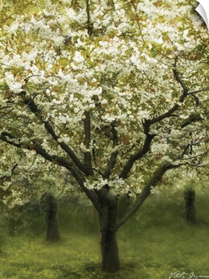 White Cherry Tree I