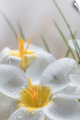 White Crocus Blossoms III