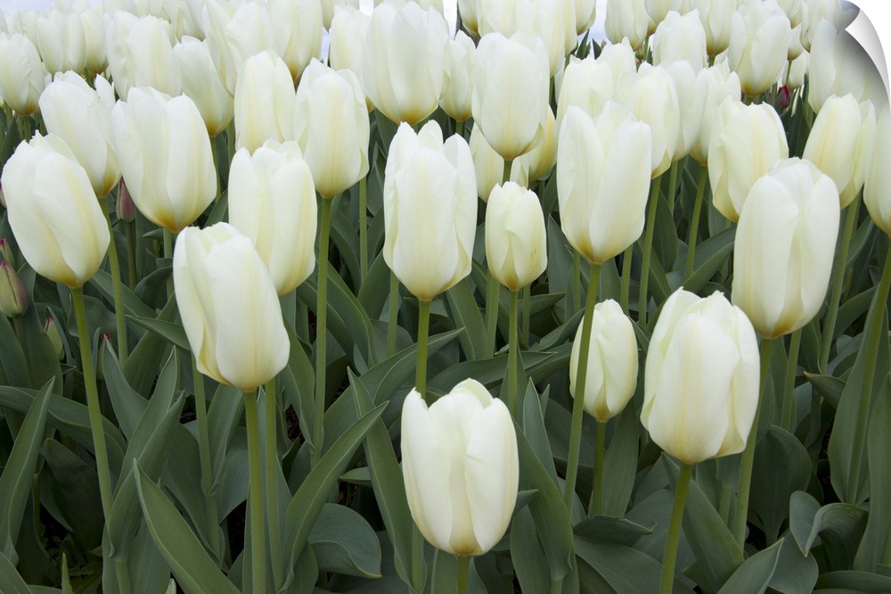 This large piece is a photograph taken of a cluster of blooming white tulips.