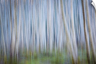 Winter Forest Abstract II