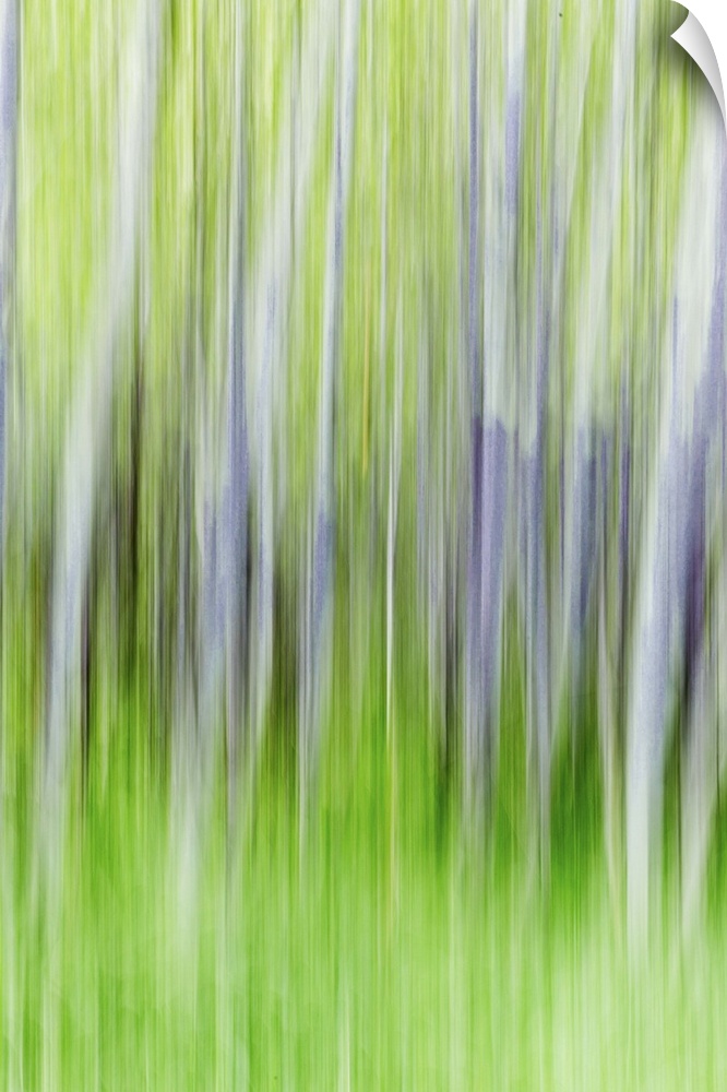 Blurred photo of aspen trees in a forest, creating an abstract image.
