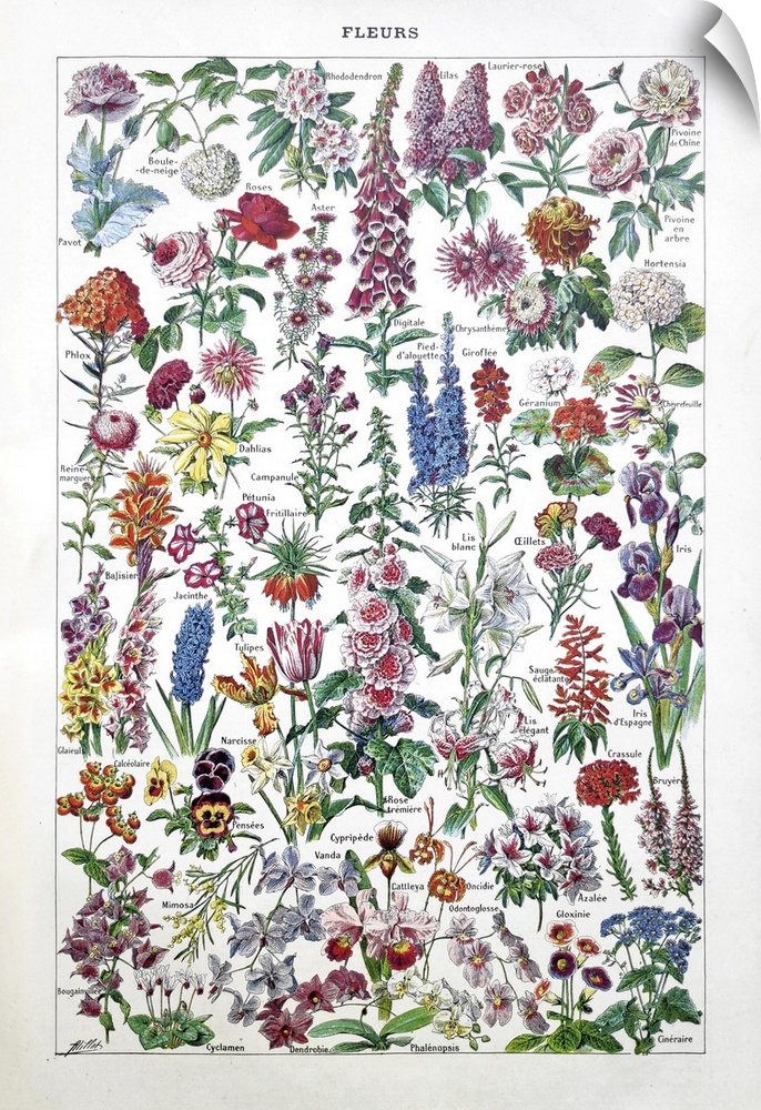 Old illustration about flowers by Adolphe Philippe Millot printed in the French dictionary "Dictionnaire complet Illustre"...