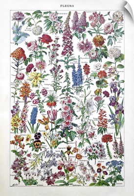 19th Century Florals