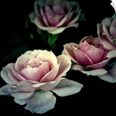 4 vintages roses on black background.