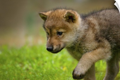A baby wolf walking in mountain meadows
