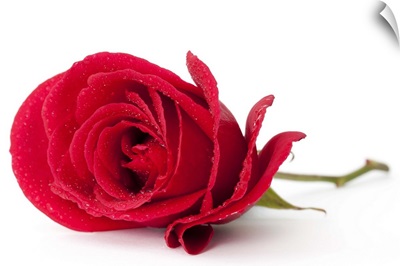 A beautiful single red rose isolated on white
