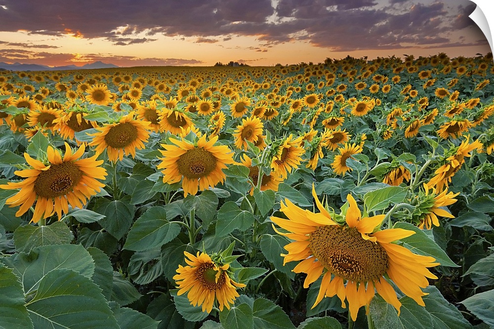 Photograph of flower meadow captured during sunset under dark cloudy skies.