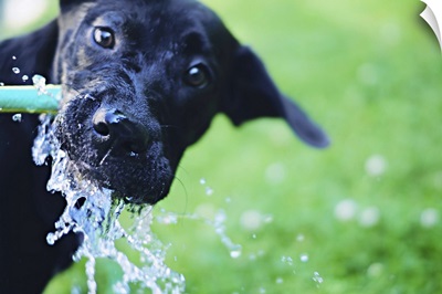 A black Labrador mix puppy dog drinks from a water hose