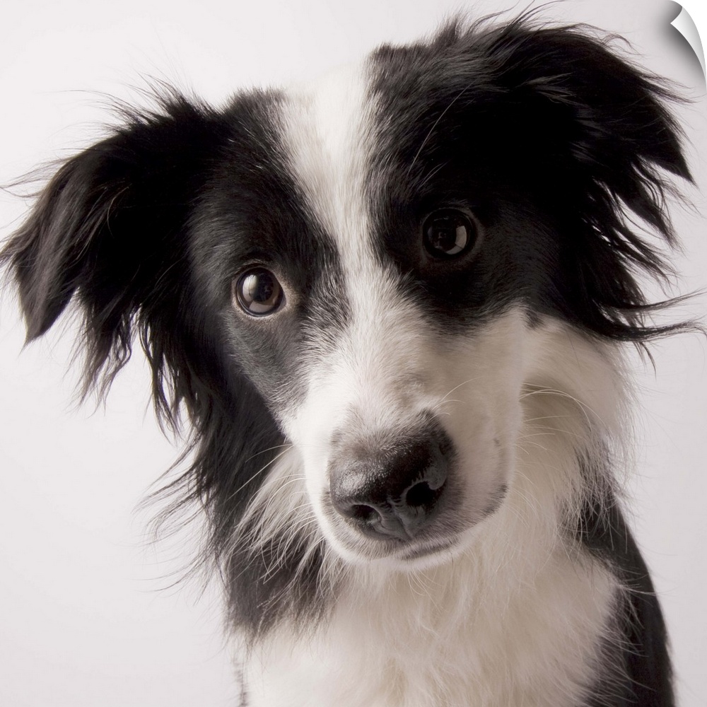 Portrait of a female Border Collie/ Australian Shepherd mix, 9-months-old (Canis lupis familiaris)