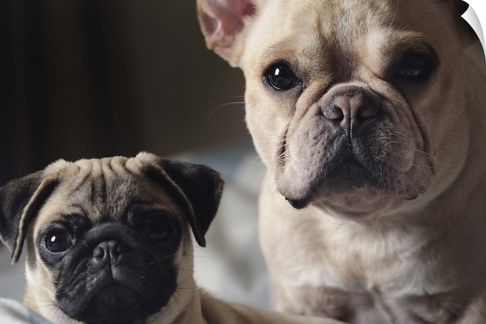 Close-up of french Bulldog and Pug.