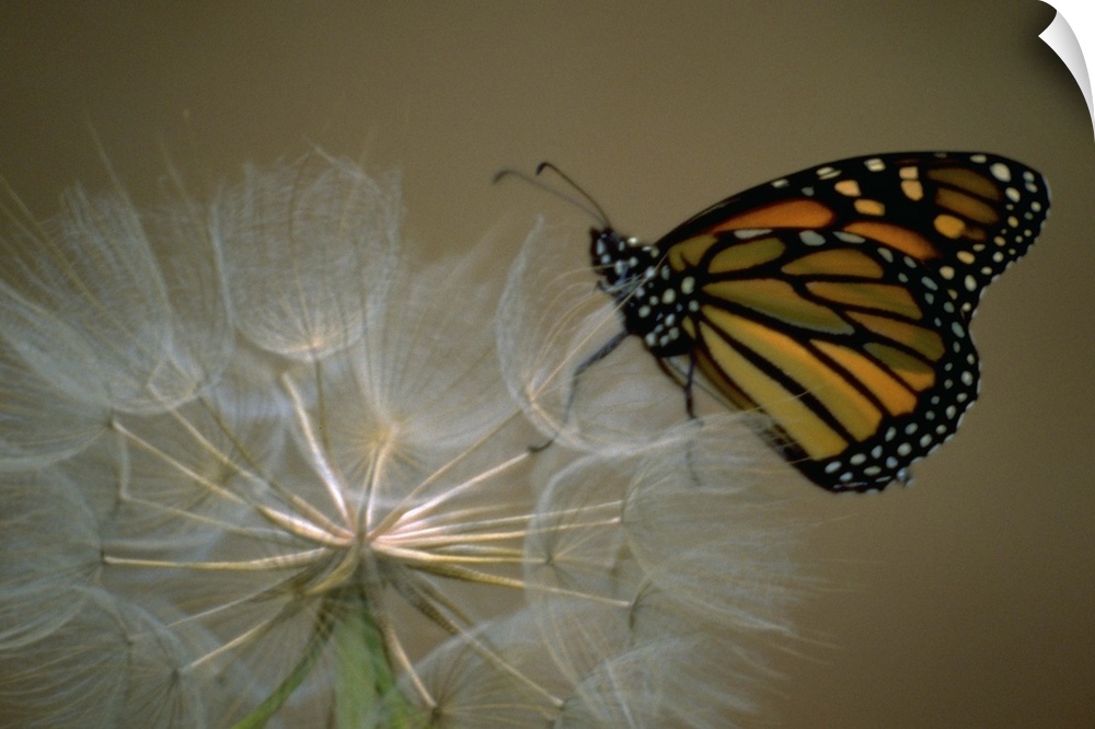 A butterfly landing on a flower