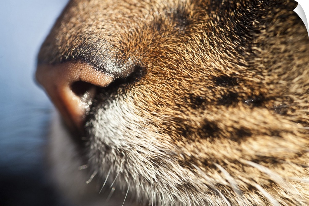 A close up of a domestic cats nose and whiskers.