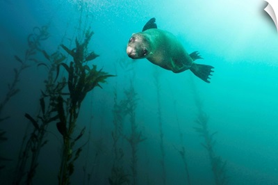 A cute juvenile California Sea Lion swimming through the kelp