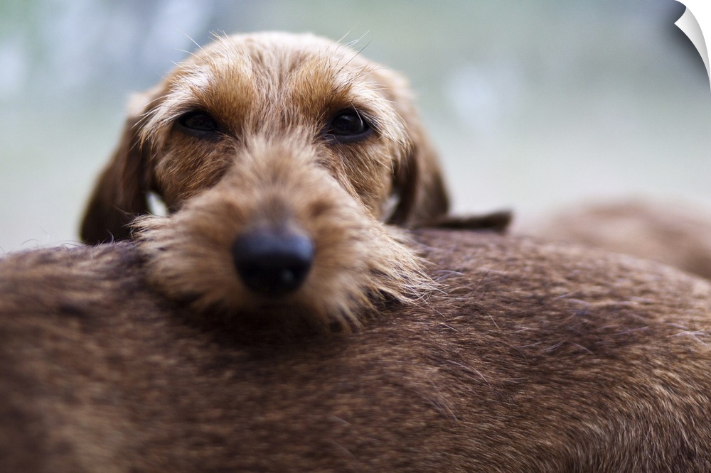 Portrait of a brown dachshund dog.
