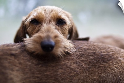 A Dachshund relaxing its head on another Dachshund