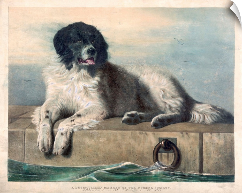 Print after an original painting by Sir Edwin Henry Landseer. The dog was a stray named Bob who lives in the docklands of ...