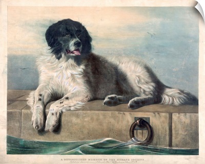A Distinguished Member Of The Humane Society By Edwin Henry Landseer