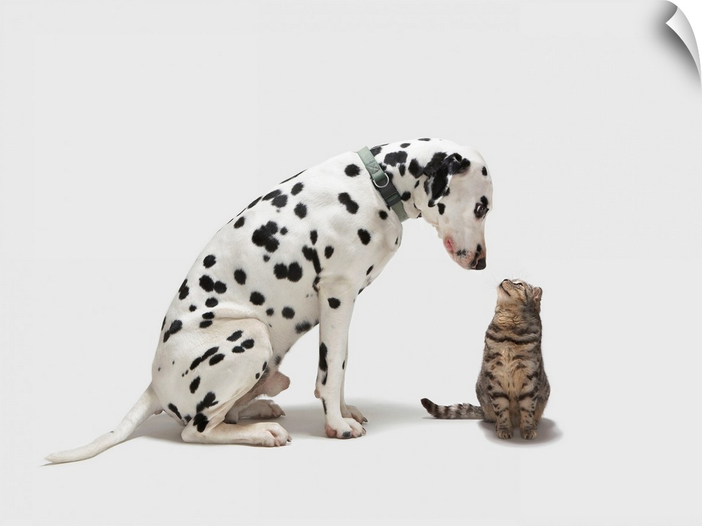 A dog looking at a cat