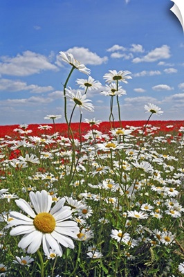 A farmland field of white ox-eyed daisies and red poppies